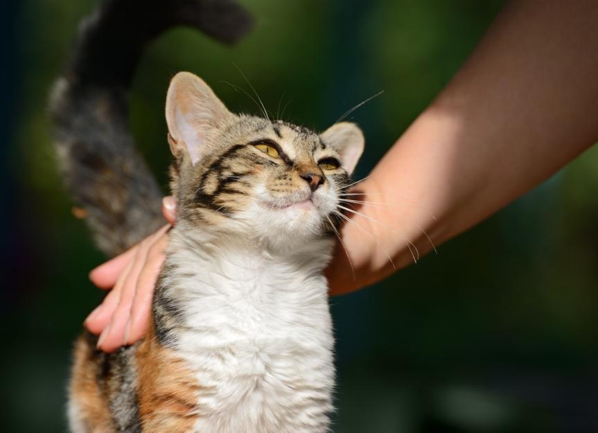 Is My Cat Happy? 9 Signs of a Happy Cat | PetMD