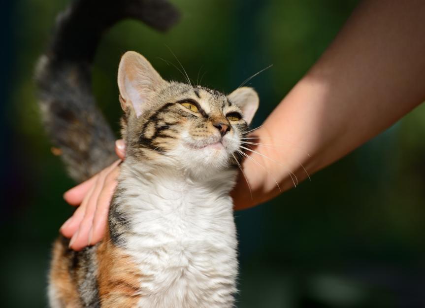 Is My Cat Happy? 9 Signs of a Happy Cat PetMD