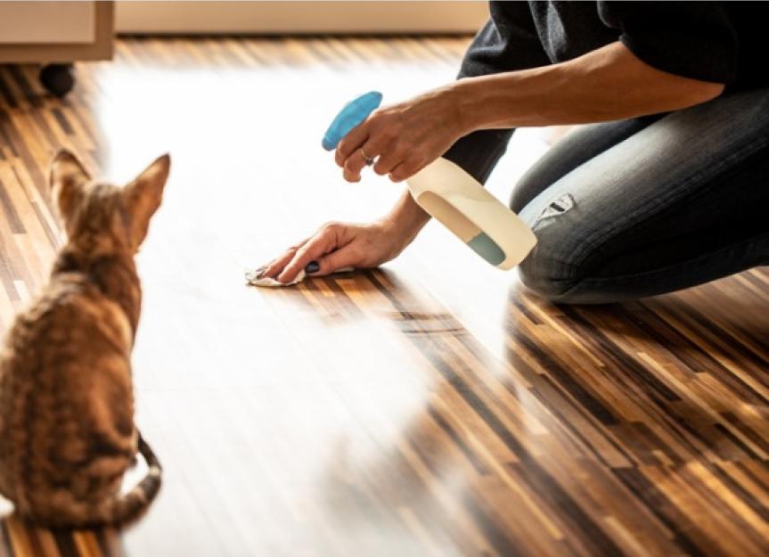 Top 10 Ways to Stop Your Cat from Peeing Outside the Litter Box PetMD