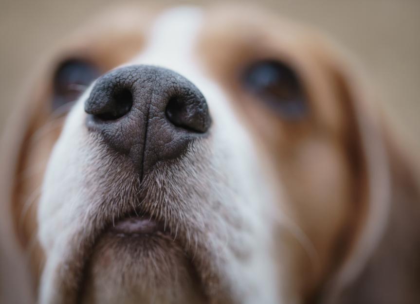 how do you know if your dog has nasal cancer