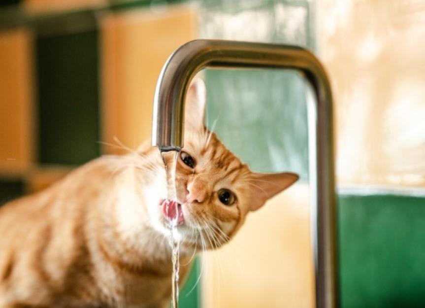 Is My Cat Dehydrated? Signs to Look For PetMD