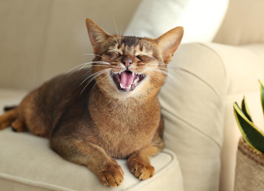 Cat Tooth Extraction Recovery Guide PetMD