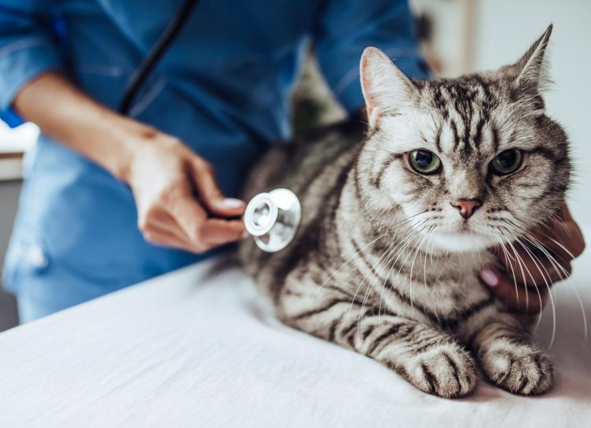 Heart Murmur in Cats PetMD