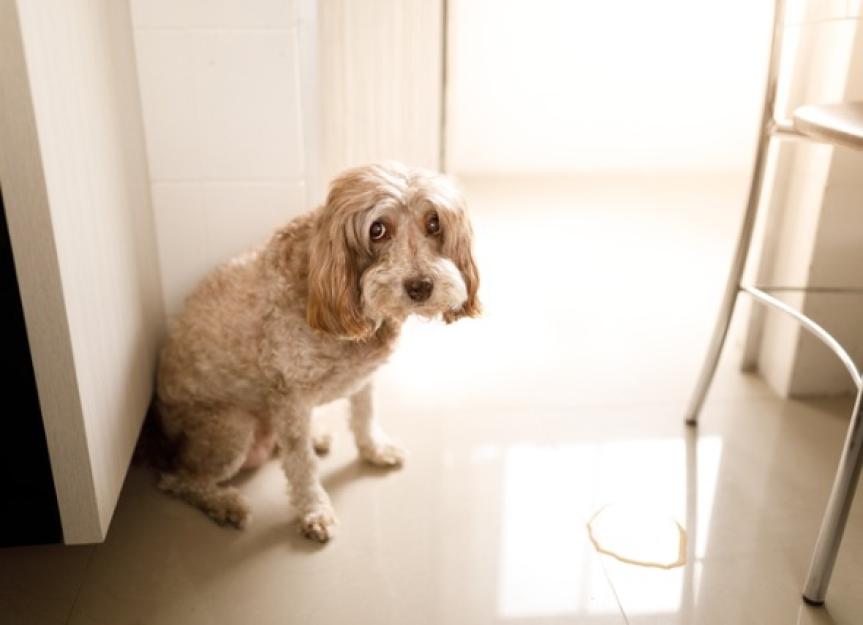 can i teach my dog to pee in the shower