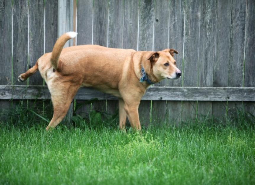 Marking in Dogs | PetMD