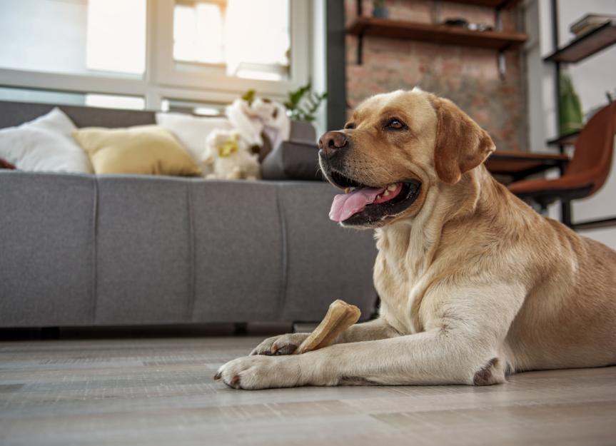 Systemic Lupus Erythematosus (SLE) in Dogs | PetMD