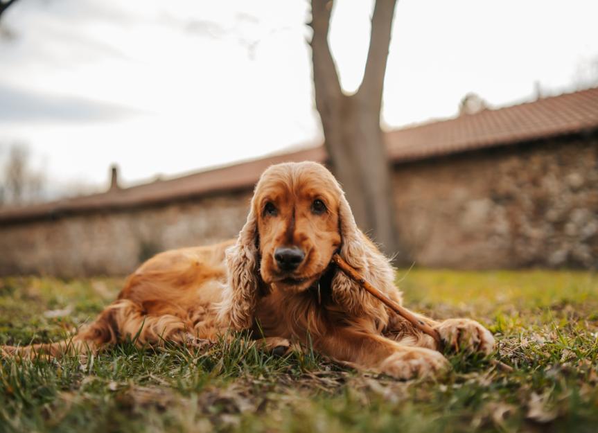 Ceruminous Gland Adenocarcinoma in Dogs