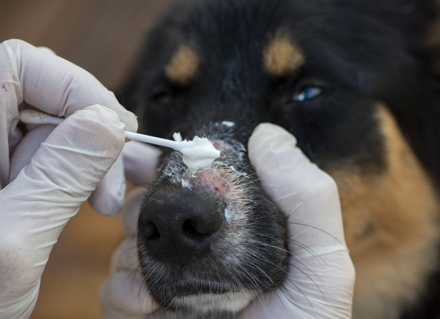 how can you tell if ringworm is healing in dogs