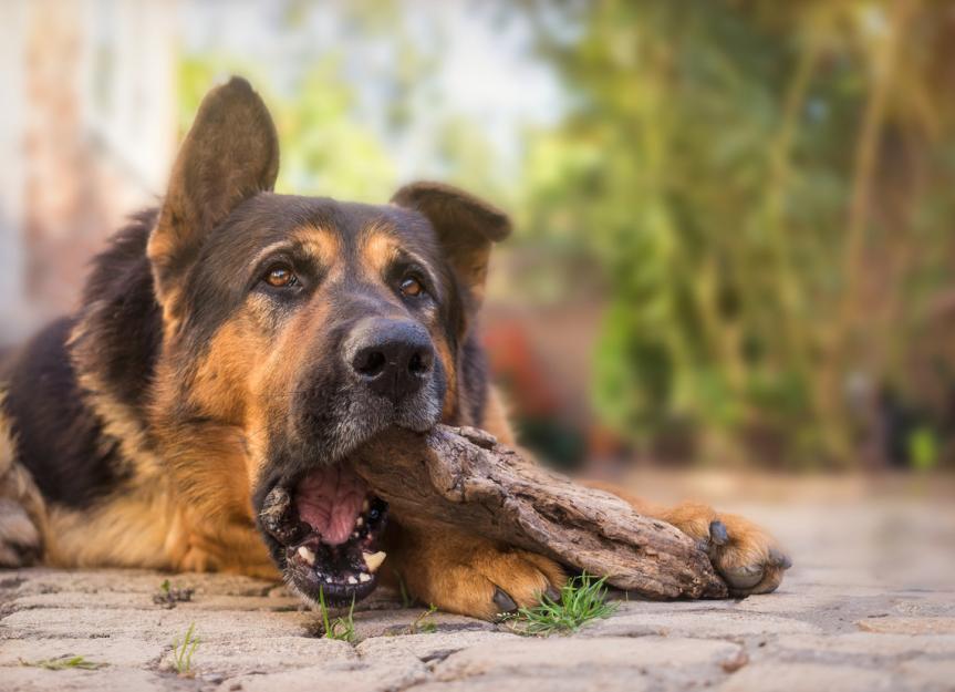 Lockjaw in Dogs | PetMD