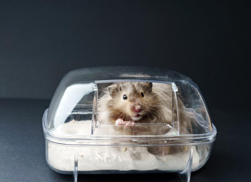 How to Give Your Hamster a Bath PetMD