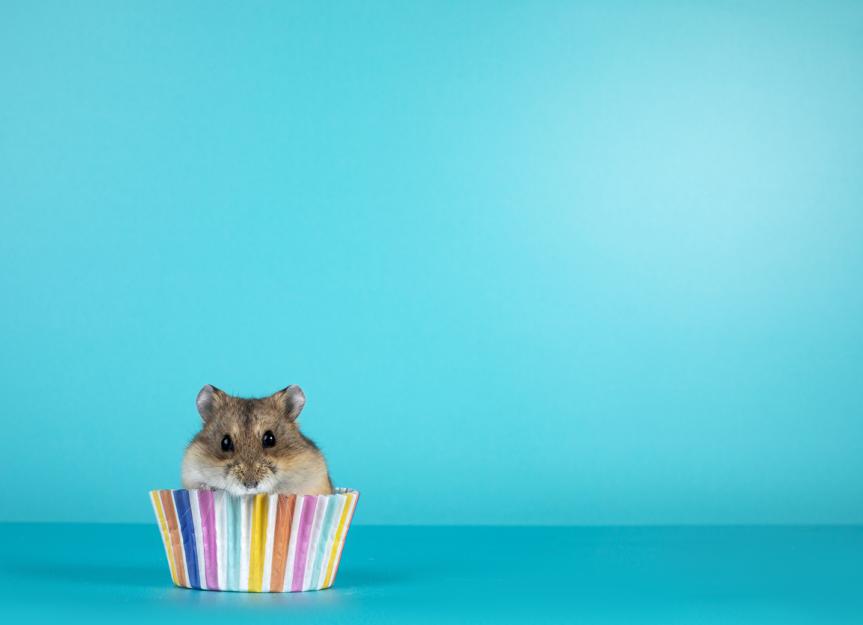 How Long Do Syrian Hamsters Live?