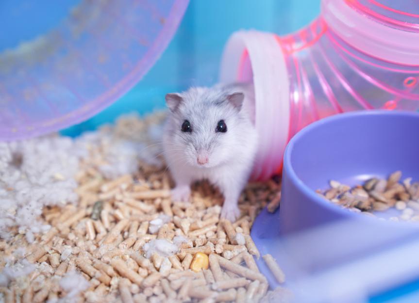 How to Care for Your Hamster PetMD