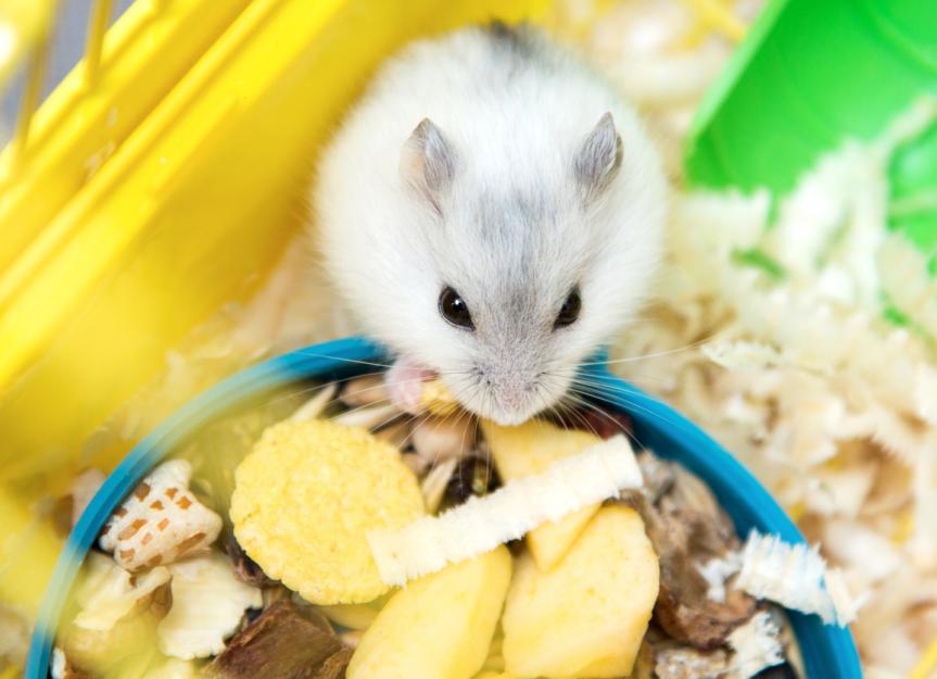 5. Best Fresh Foods for Hamsters
