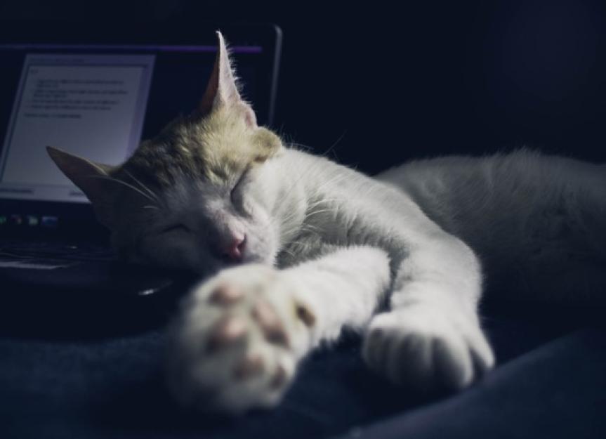 如何让你的猫在晚上睡觉吗