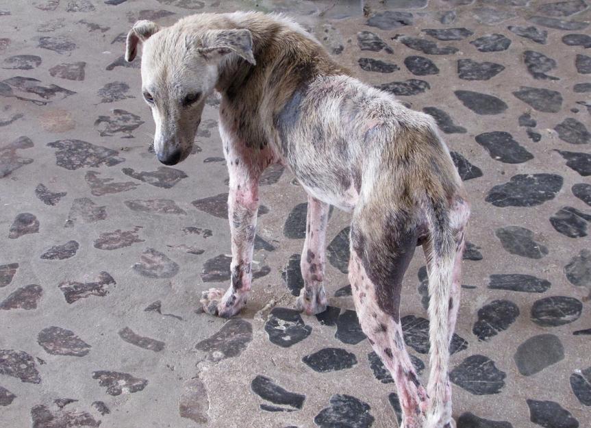 beginning stages of mange in dogs