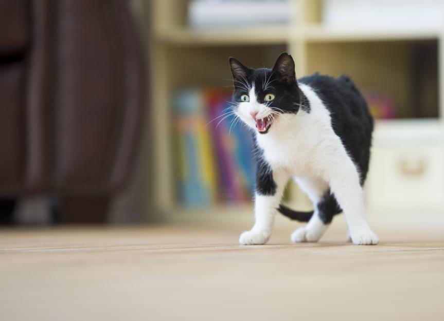 Cat Hissing and Growling Sound to get your Cat's Attention HQ 