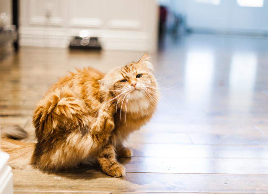 Flea Allergy Dermatitis in Cats PetMD