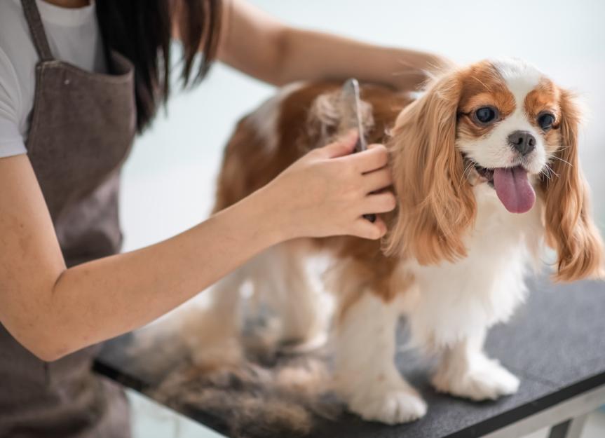 Abscesses in Dogs PetMD