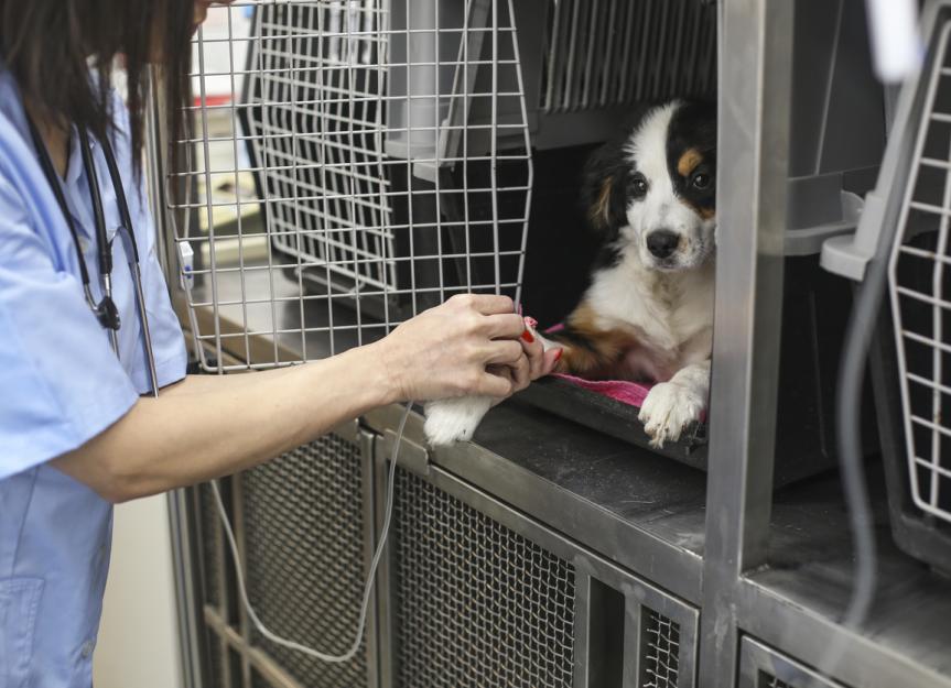 Is Your Dog Safe The Ohio Canine Virus Update You Need Now - 4foivbb