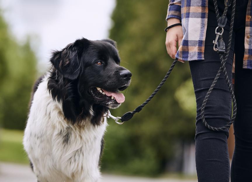 Grass Allergies in Dogs PetMD