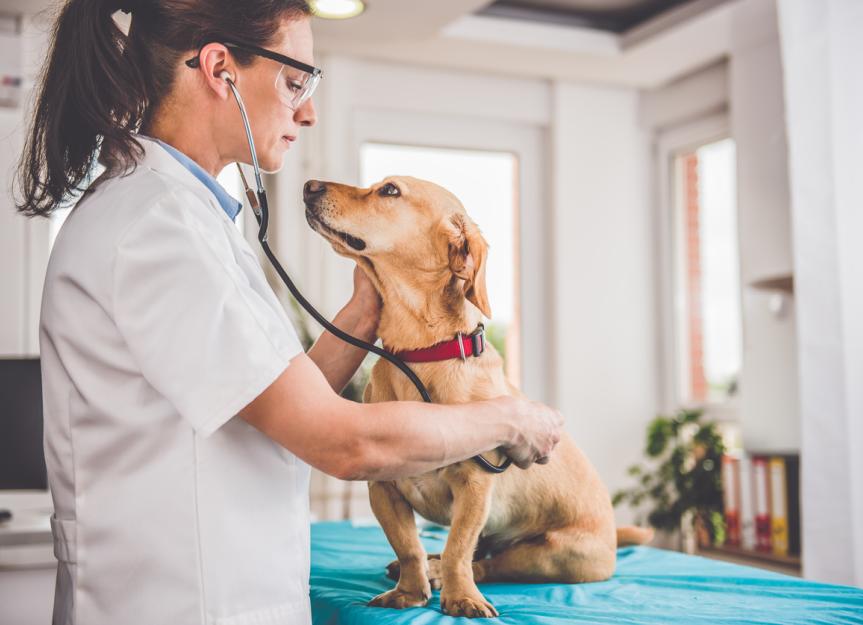 Kidney Cancer in Dogs - PetMD