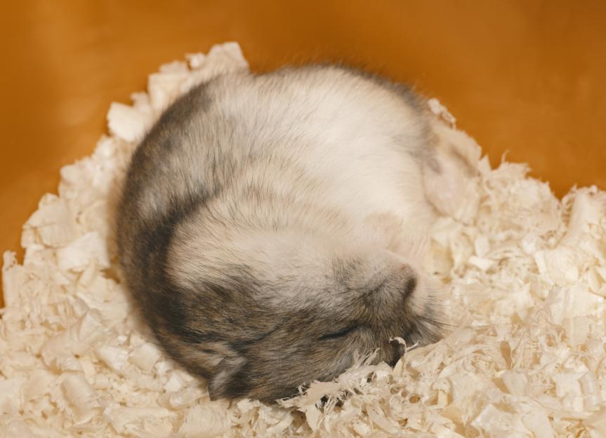 baby russian dwarf hamsters