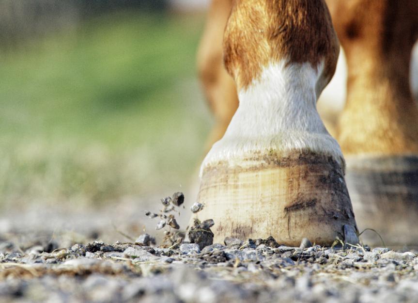 Hoof Abscess in Horses PetMD