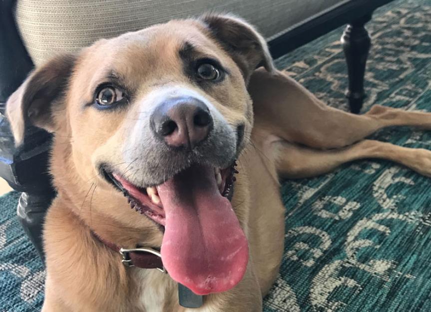 Why Dogs Pee When Excited or Scared PetMD