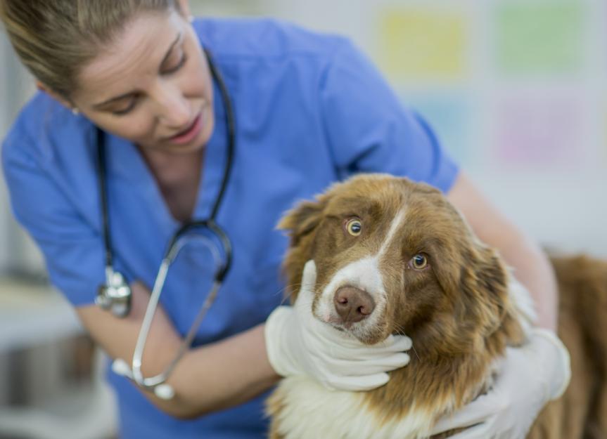 Laryngeal Paralysis in Dogs | PetMD