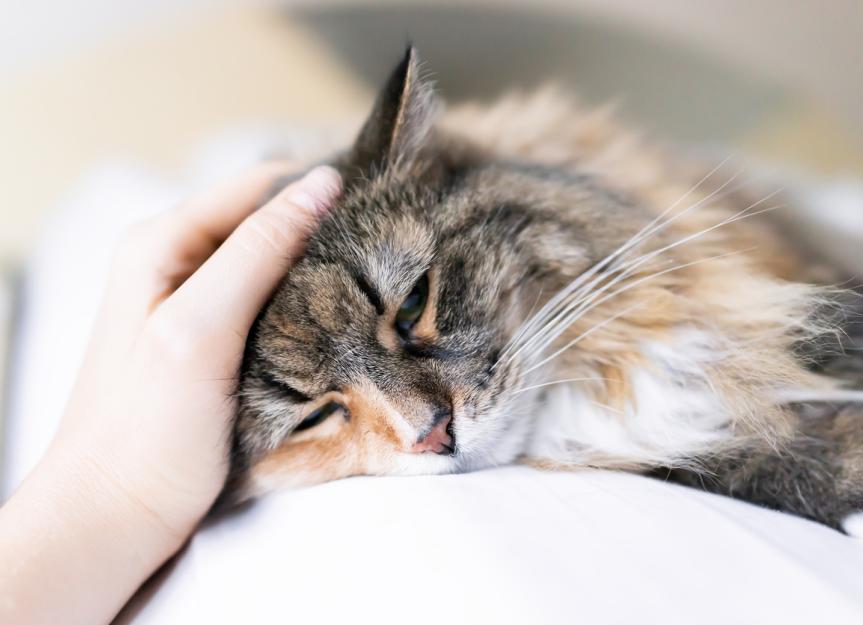 Heart Valve Malformation in Cats