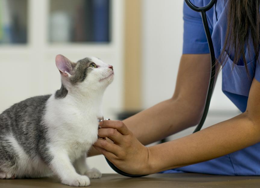 Diabetes Insipidus in Cats PetMD
