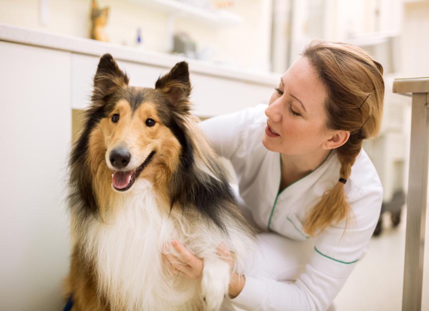 Monitoring and Managing Glucose Levels in Dogs and Cats
