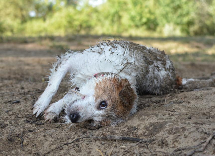 Can I Use Borax To Wash My Dog