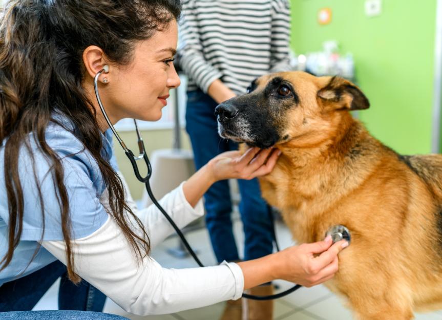 Diabetes Insipidus in Dogs PetMD