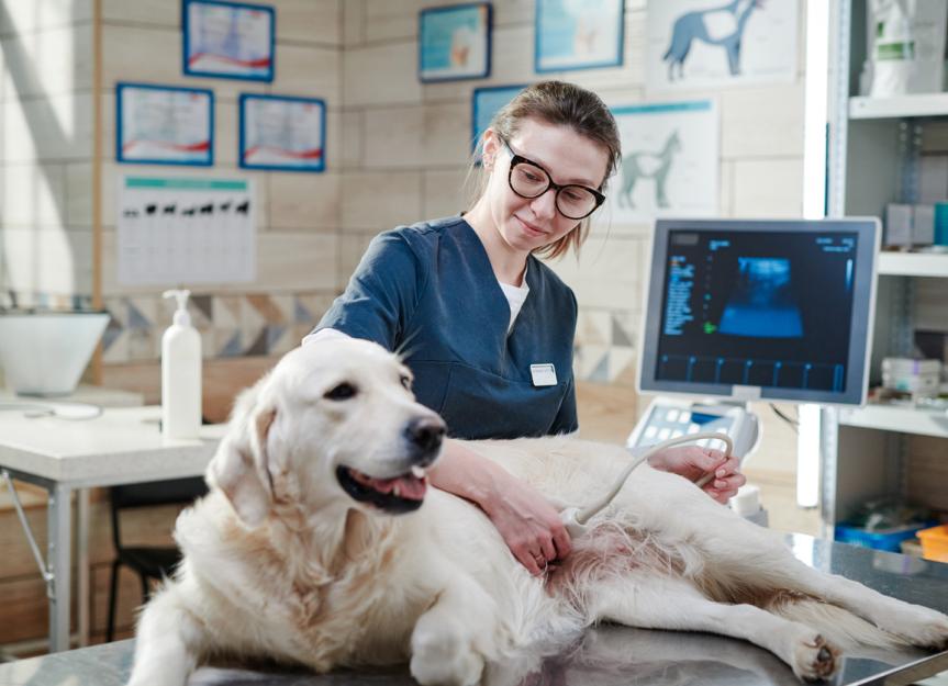 can a dog live with congestive heart failure