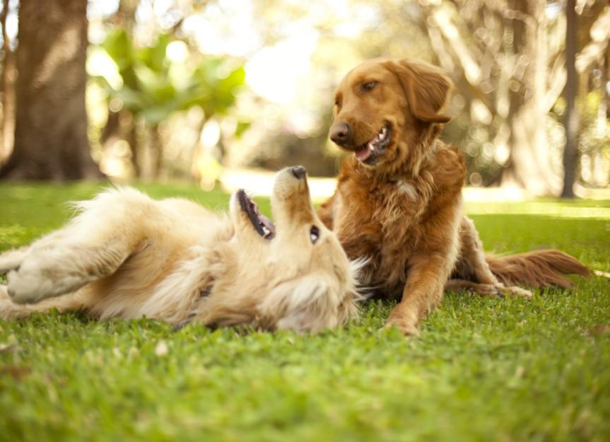 Is My Dog Happy? 13 Signs of a Happy Dog | PetMD