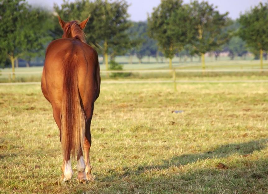 Diarrhea in Horses PetMD