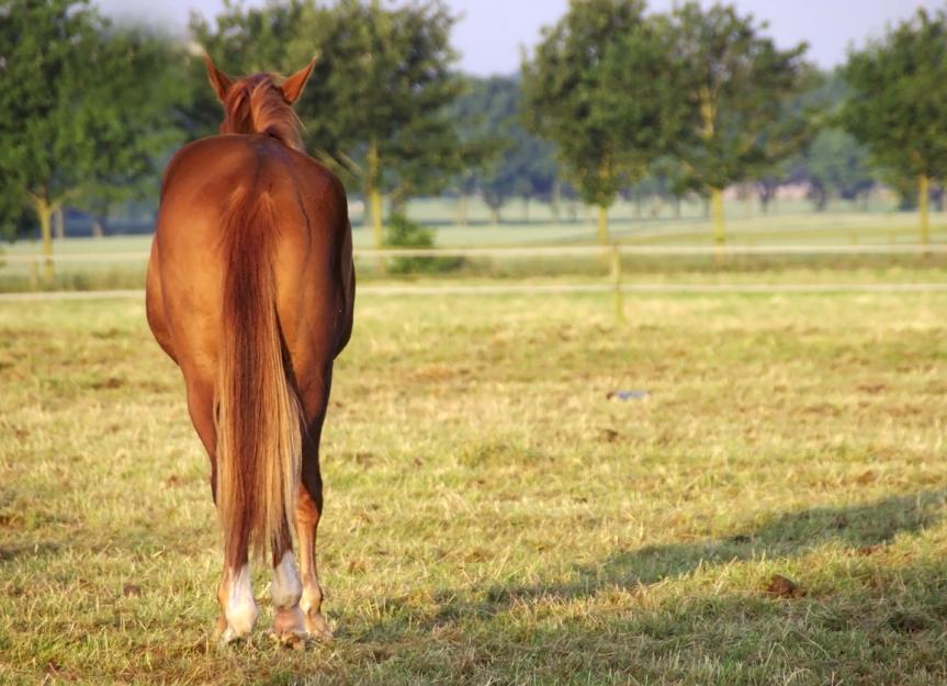 Diarrhea in Horses