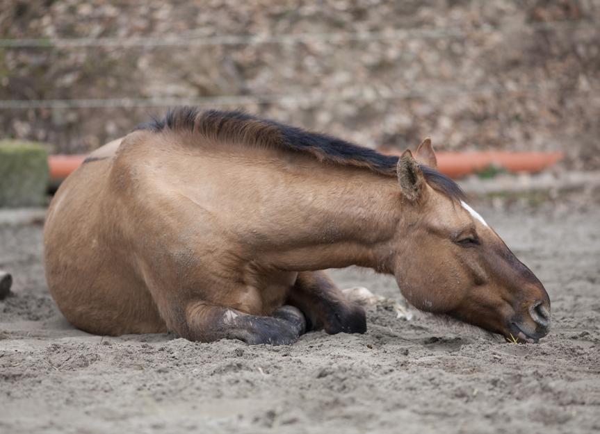 Colic in Horses | PetMD Colic in Horses | PetMD