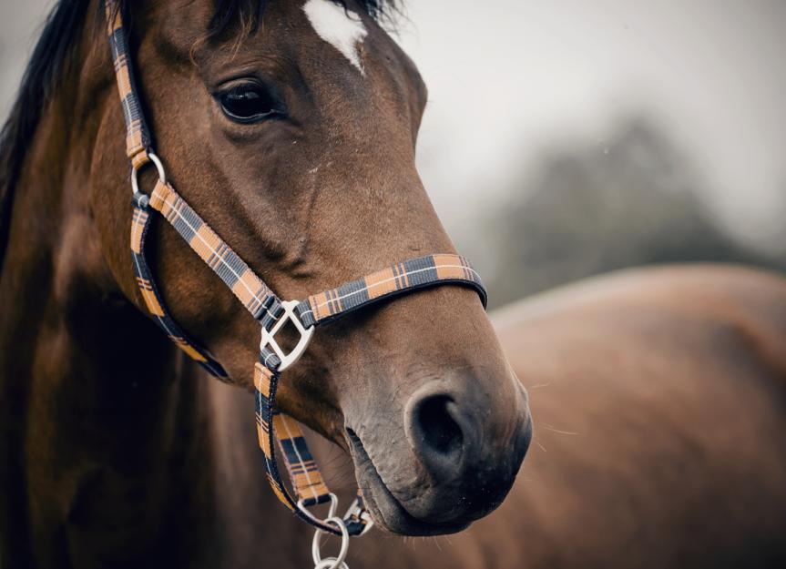 Dewormer for Horses What You Need To Know PetMD
