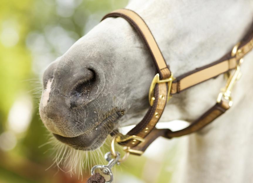 Epistaxis (Nosebleed) in Horses PetMD