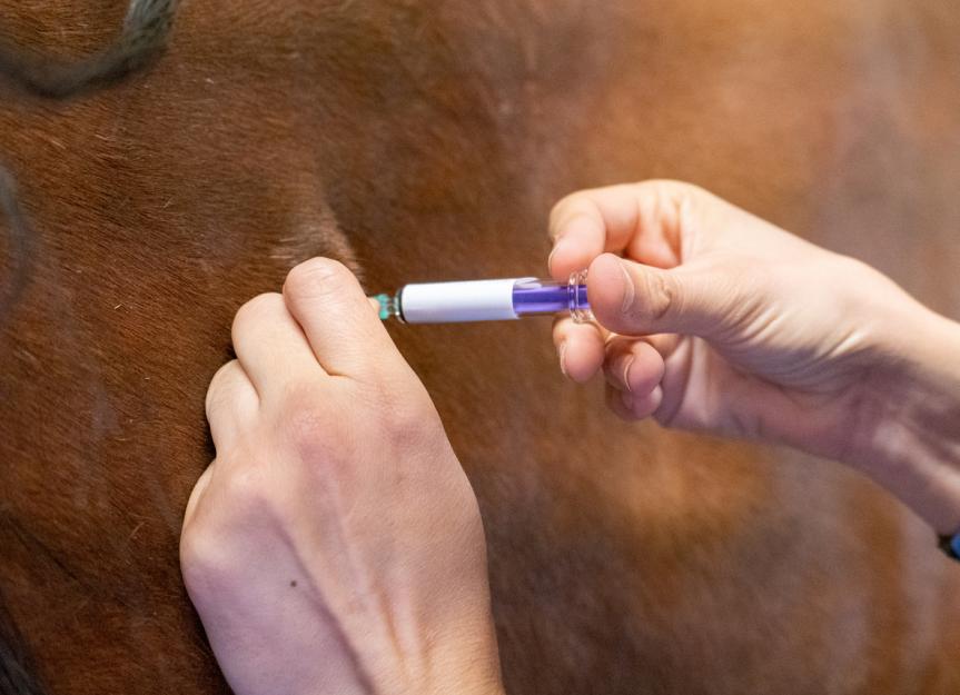 Horse Vaccines: What You Need To Know