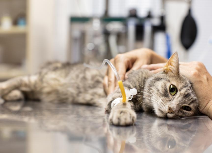 can cats spread leukemia to dogs