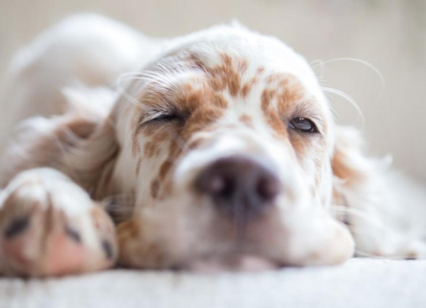 为什么你的狗睁着眼睛睡觉吗