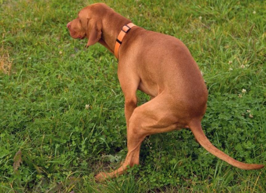 how long does it take dog to poop