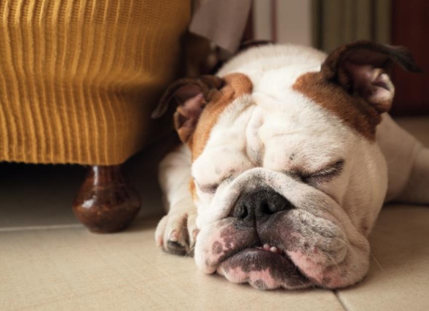 Why Do Dogs Bark in Their Sleep? - PetMD