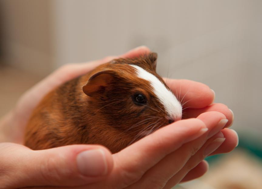 How much best sale do guinea pigs