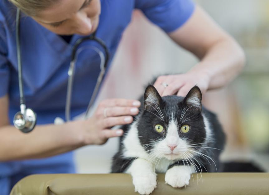 cat-wellness-plans-petmd