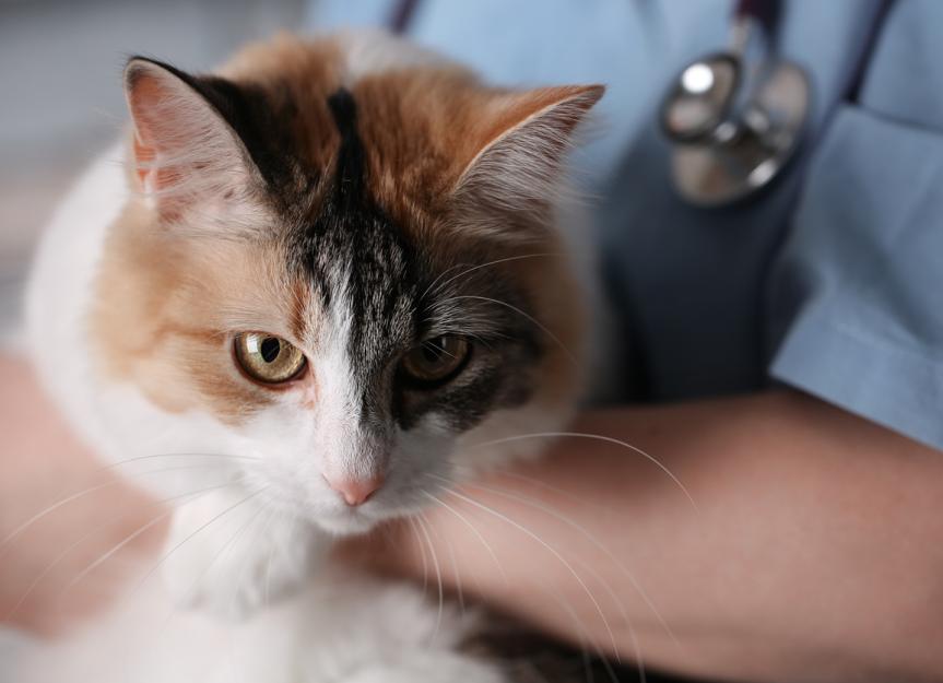 Tularemia in Cats