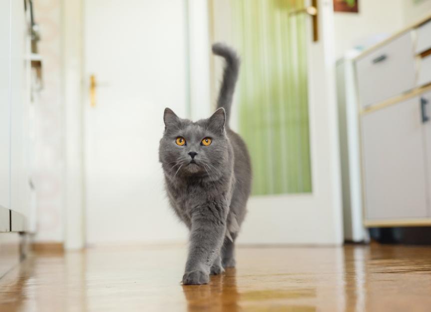 5 Ways Indoor Cats Can Get Fleas PetMD